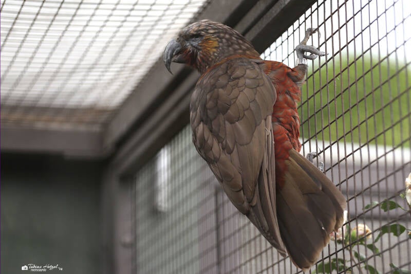 Nördlicher Kaka | Wilhelma Stuttgart | 15.08.2018