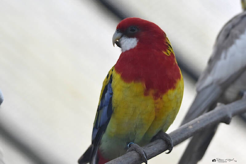 Nördlicher Rosellasittich | Zoo Neuwied | 30.01.2022