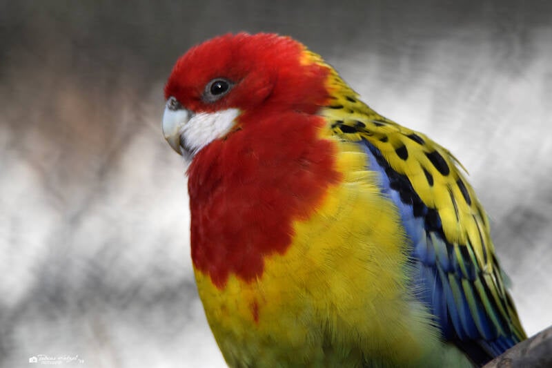 Nördlicher Rosellasittich | Tierpark Fauna, Solingen-Gräfrath | 13.02.2022