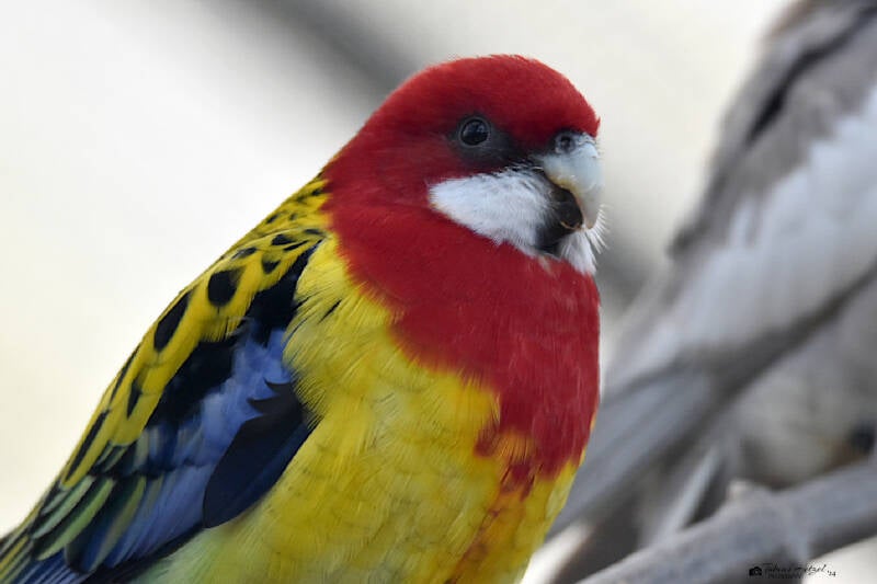 Nördlicher Rosellasittich | Zoo Neuwied | 30.01.2022