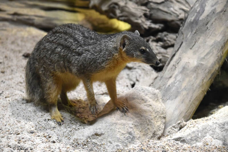 Nördlicher Schmalstreifenmungo