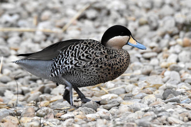 Nördliche Silberente | Zoo Plzen | 17.09.2022