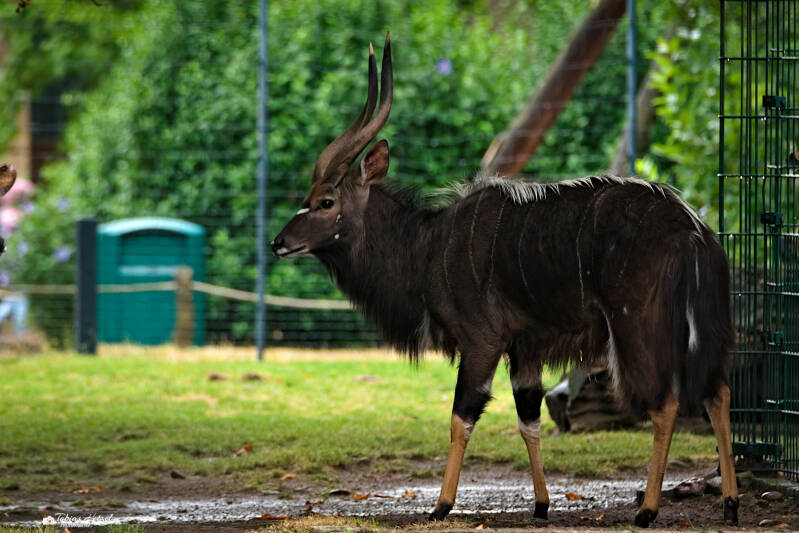 Nyala | Zoo Dresden | 12.07.2025
