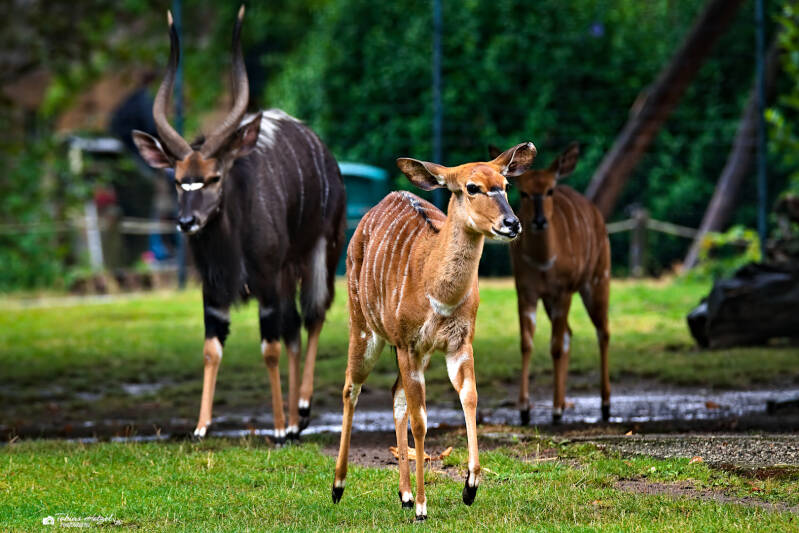Nyala | Zoo Dresden | 12.07.2025