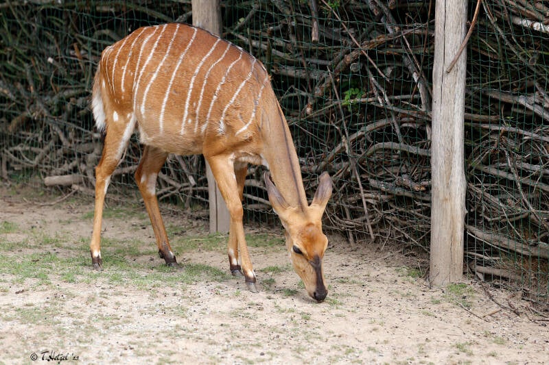 Nyala | Zoo Plzen | 29.08.2019