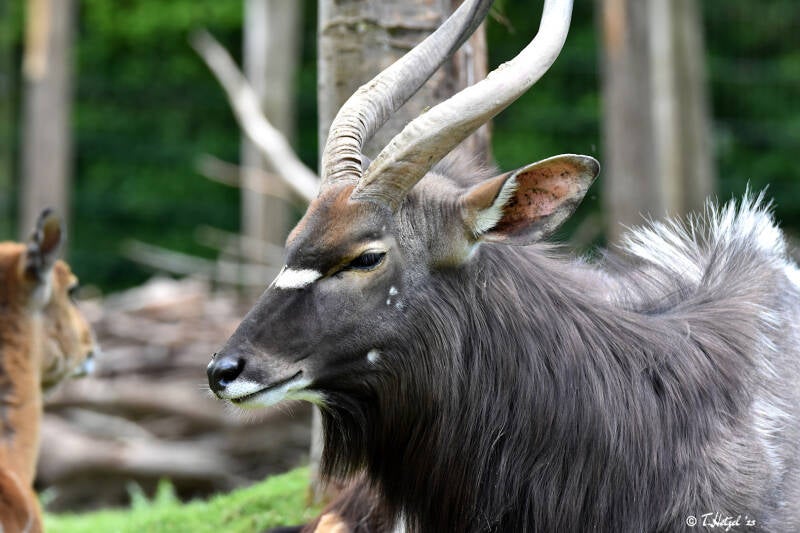 Nyala | Opel-Zoo Kronberg | 30.05.2021