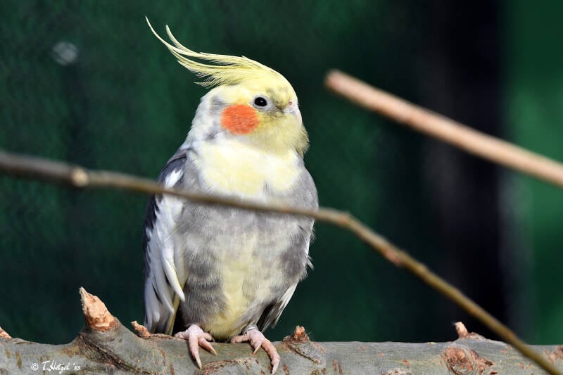 Nymphensittich (Zuchtformen) | Tierpark Fauna, Solingen-Gräfrath | 13.02.2022