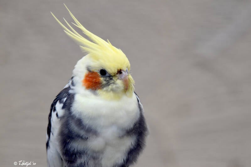 Nymphensittich (Zuchtformen)