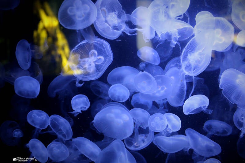 Ohrenqualle | Zoo Berlin | 26.05.2018