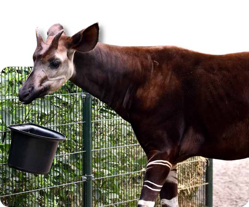 Okapi