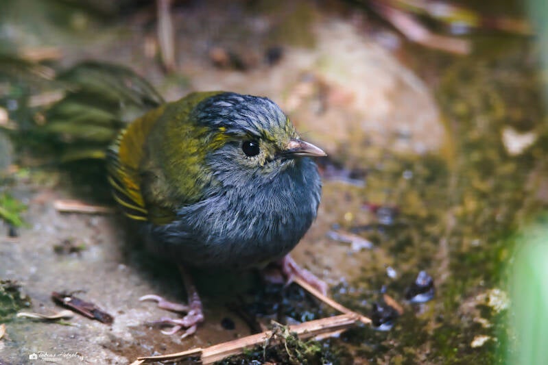 Omeibunthäherling | Zoo Wuppertal | 16.06.2024