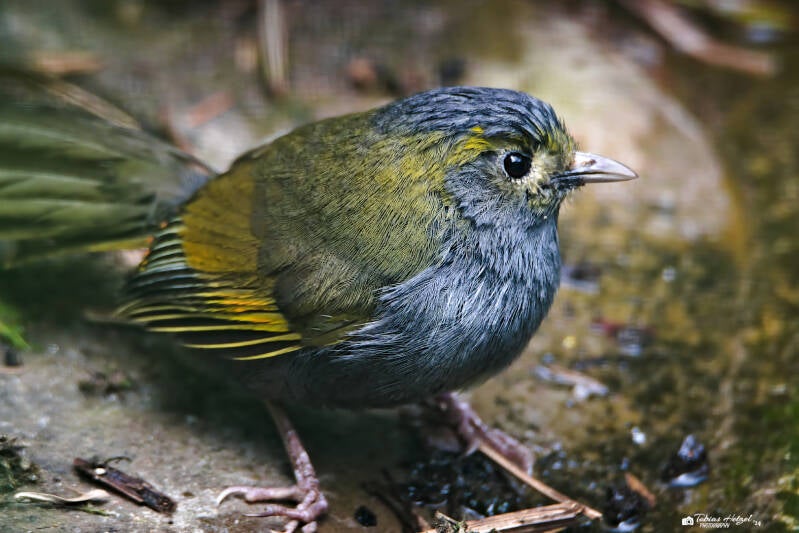 Omeibunthäherling | Zoo Wuppertal | 16.06.2024