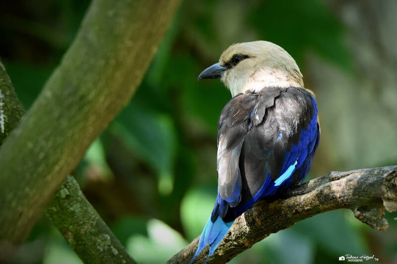 Opalracke | Wilhelma Stuttgart | 16.06.2023