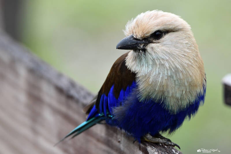 Opalracke | Zie-Zoo Volkel | 05.07.2021