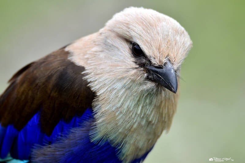 Opalracke | Zie-Zoo Volkel | 05.07.2021