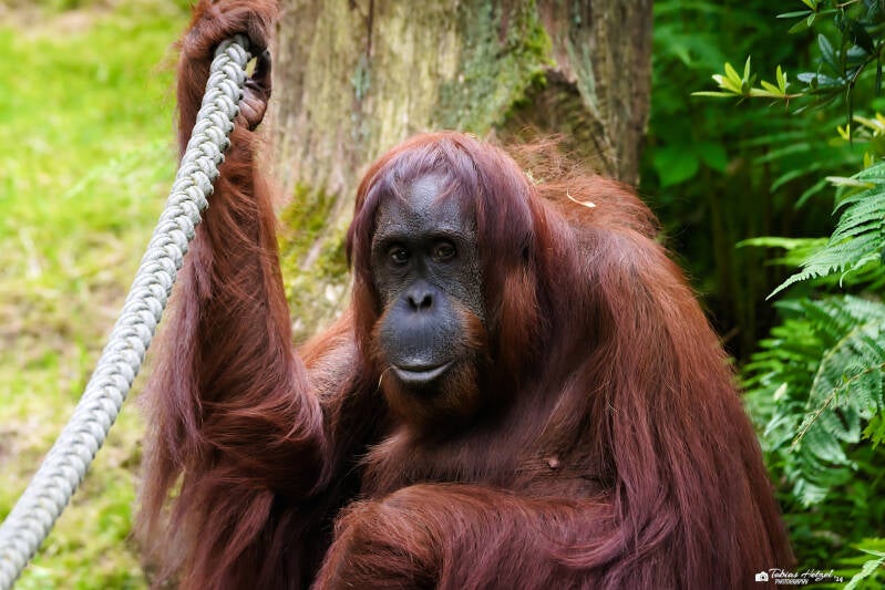 Orang-Utan (kein Art- oder Unterartenstatus) | Zoo Wuppertal | 16.06.2024