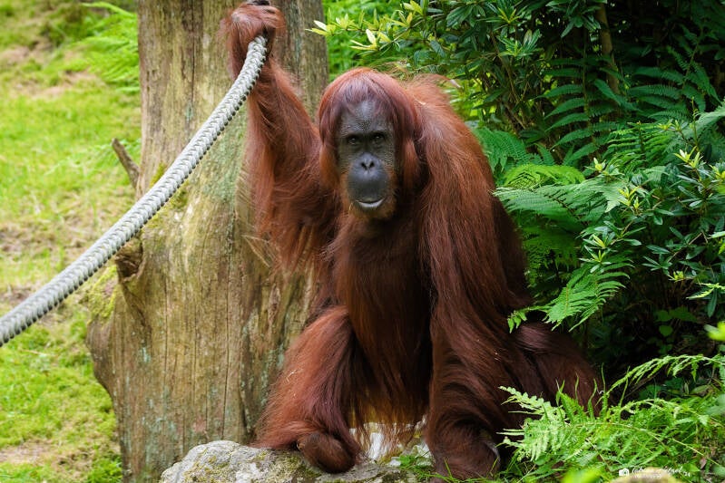 Orang-Utan (kein Art- oder Unterartenstatus) | Zoo Wuppertal | 16.06.2024
