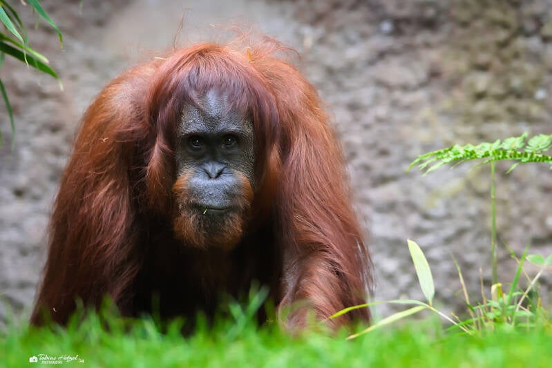 Orang-Utan (kein Art- oder Unterartenstatus) | Zoo Wuppertal | 16.06.2024