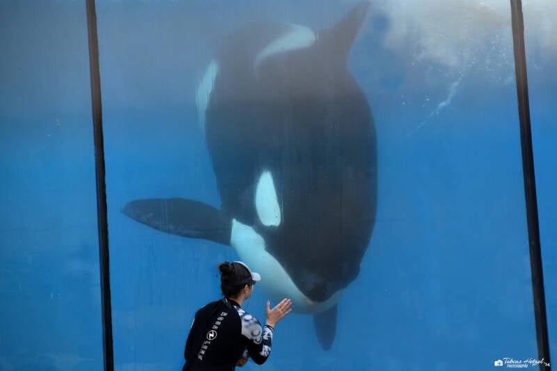 Orca | Marineland Antibes | 16.12.2023