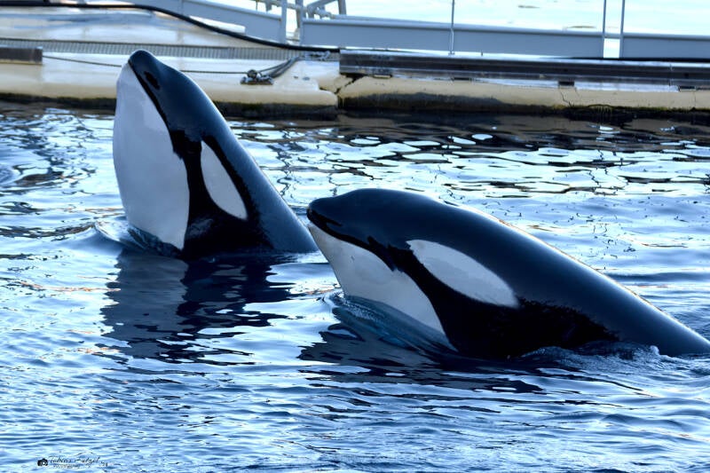 Orca | Marineland Antibes | 16.12.2023