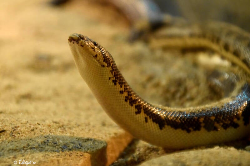Ostafrikanische Sandboa (kein Unterartenstatus)