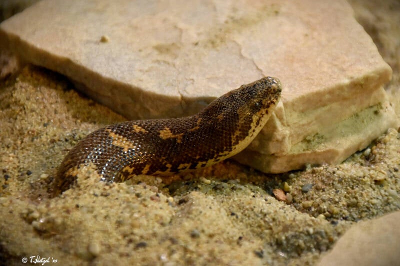 Ostafrikanische Sandboa (kein Unterartenstatus)