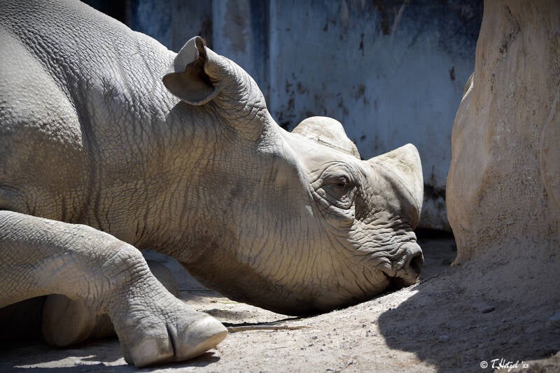 Ostafrikanisches Spitzmaulnashorn
