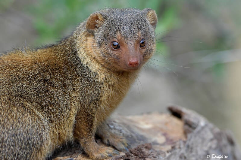 Ostafrikanische Zwergmanguste | Opelzoo Kronberg | 14.05.2020
