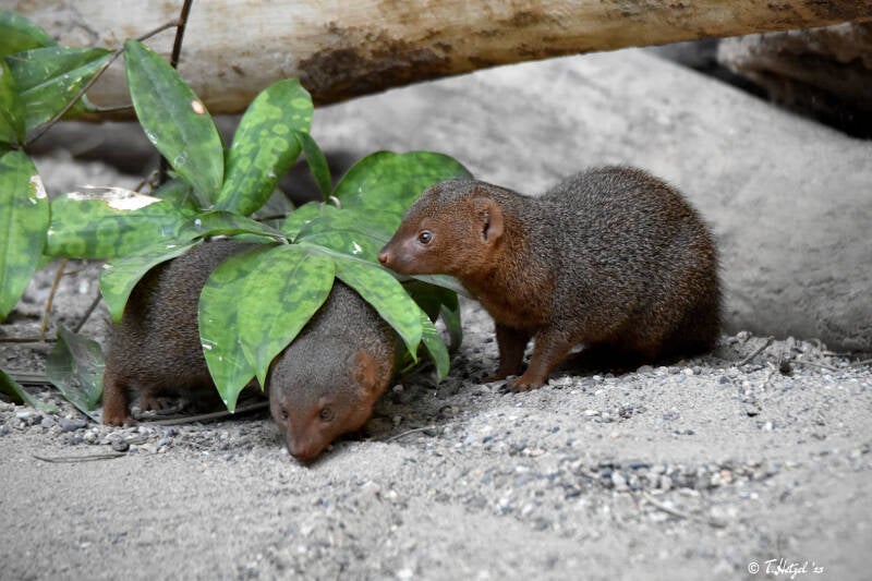 Ostafrikanische Zwergmanguste | Zoo Basel | 09.04.2023