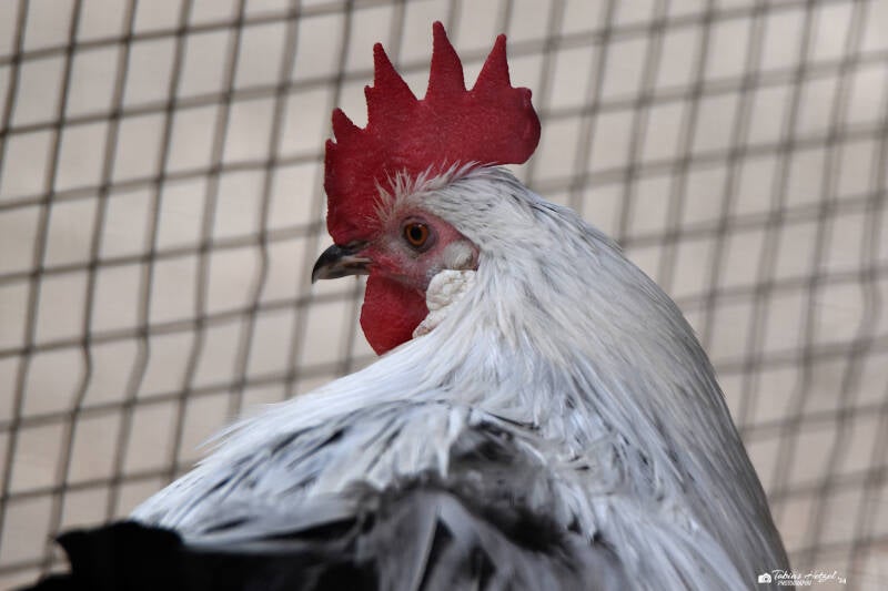 Ostfriesische Möve | Wildpark Hundshaupten, Egloffstein | 08.08.2021