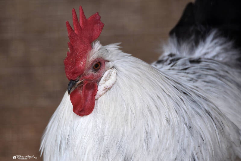 Ostfriesische Möve | Wildpark Hundshaupten, Egloffstein | 08.08.2021