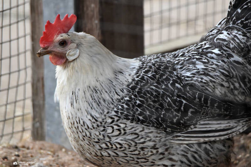 Ostfriesische Möve | Wildpark Hundshaupten, Egloffstein | 08.08.2021