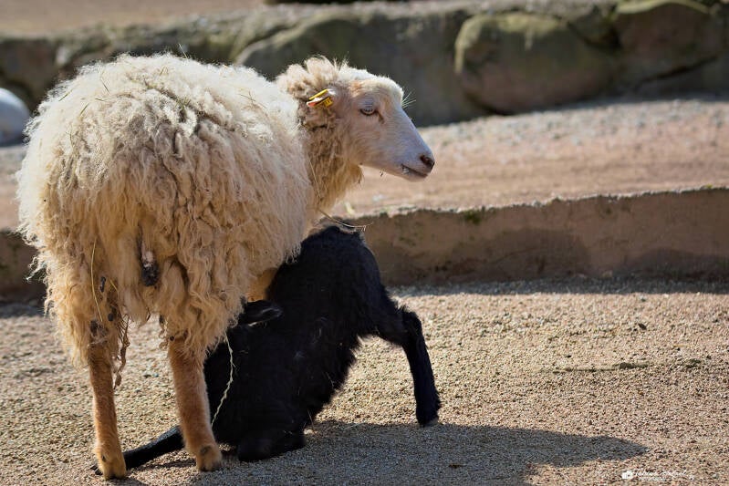 Ouessantschaf | Vogelpark Schotten | 27.04.2024