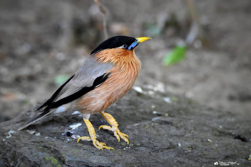 Pagodenstar | Wilhelma Stuttgart | 16.06.2023