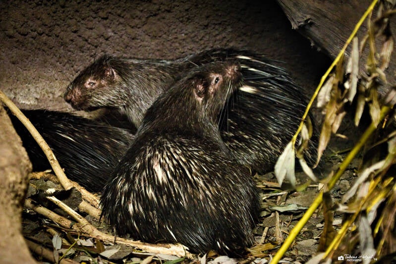 Palawan-Stachelschwein | Zoo Prag | 18.08.2024
