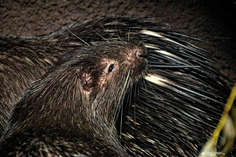 Palawan-Stachelschwein | Zoo Prag | 18.08.2024