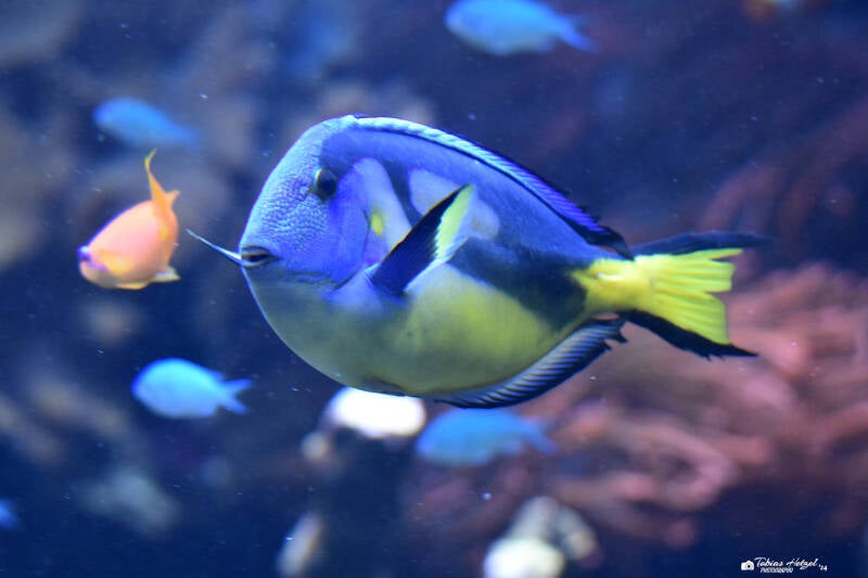 Paletten-Doktorfisch | Zoo Duisburg | 06.06.2022
