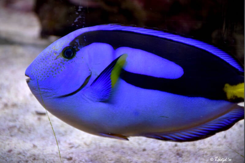 Paletten-Doktorfisch