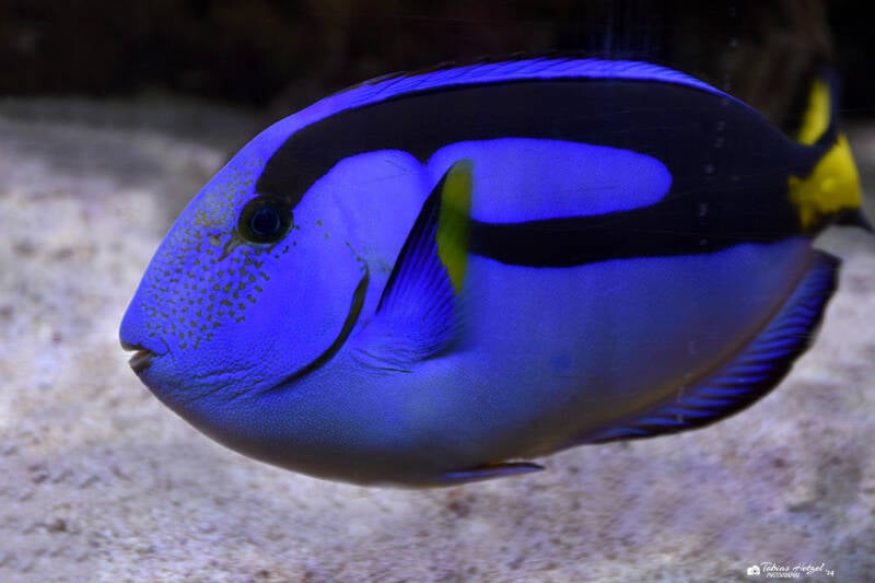 Paletten-Doktorfisch | Tierpark Nymphaea, Esslingen | 03.12.2022
