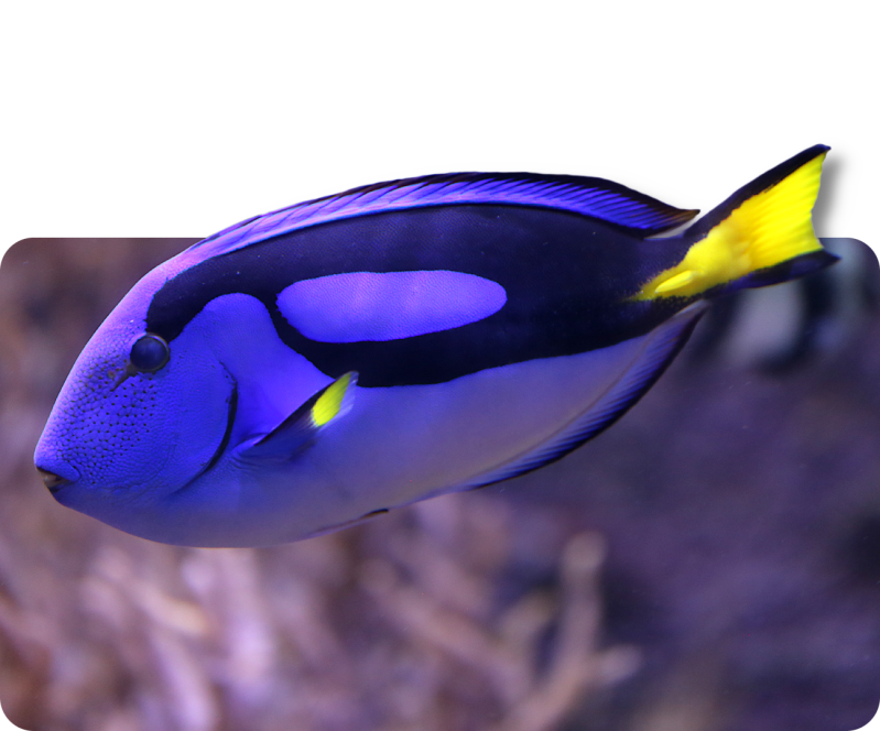 Blauer Segelflossen-Doktorfisch