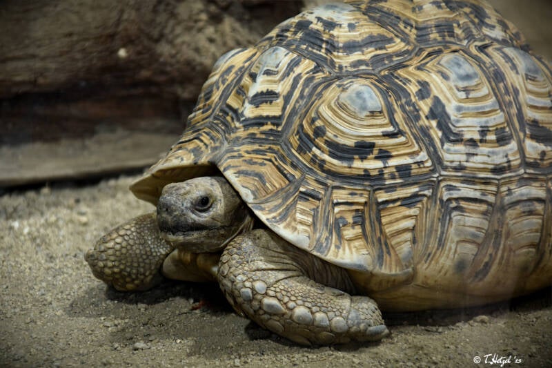 Pantherschildkröte (kein Unterartenstatus)