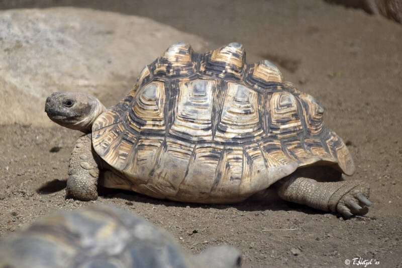 Pantherschildkröte (kein Unterartenstatus)