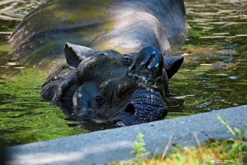 Panzernashorn | Wilhelma Stuttgart | 19.06.2025