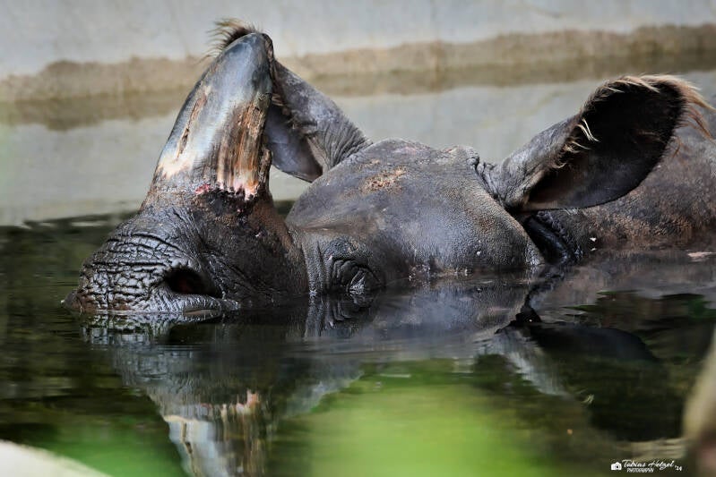 Panzernashorn | Tiergarten Nürnberg | 22.06.2024
