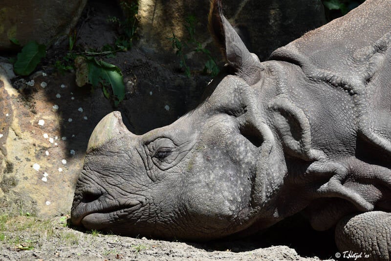 Panzernashorn | Diergaarde Blijdopr, Rotterdam | 09.07.2021