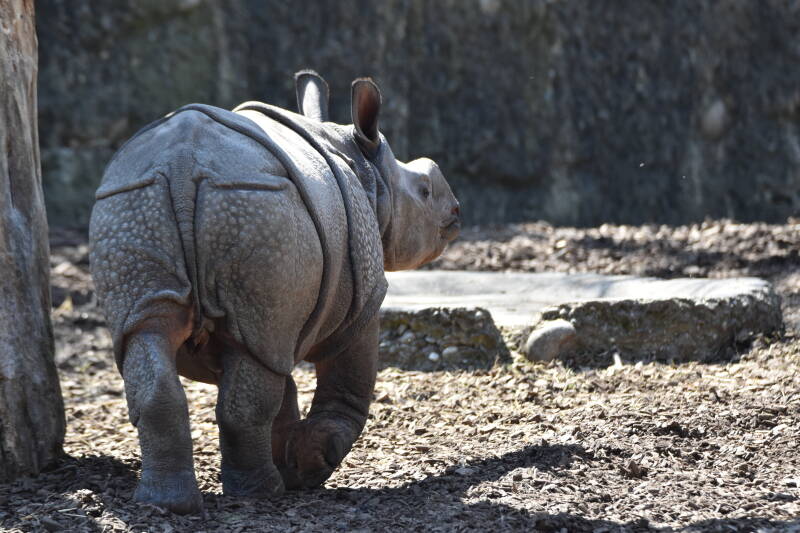 Panzernashorn | Zoo Basel | 09.04.2023