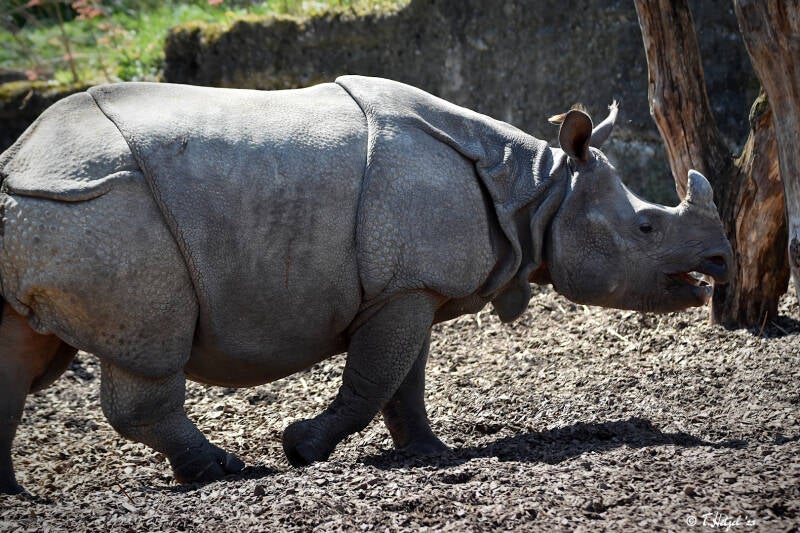 Panzernashorn | Zoo Basel | 09.04.2023
