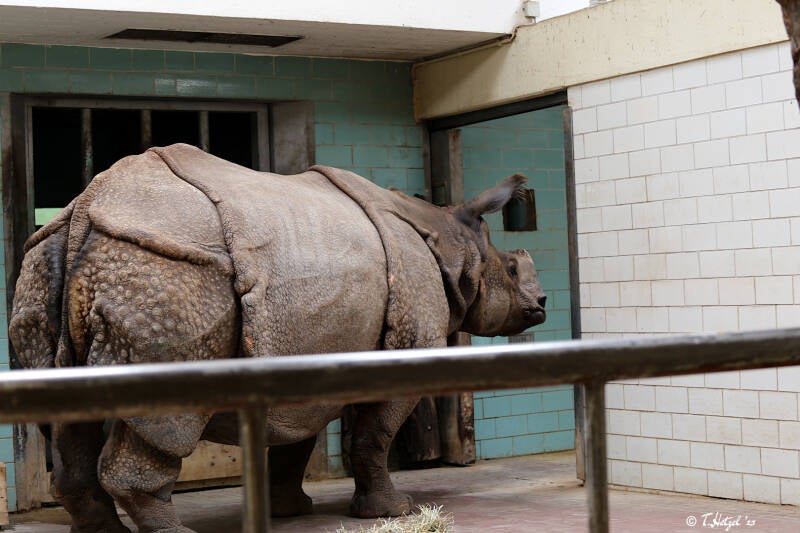 Panzernashorn | Zoologischer Garten Berlin | 26.05.2018