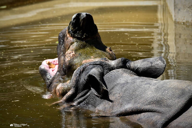 Panzernashorn | Wilhelma Stuttgart | 16.06.2023