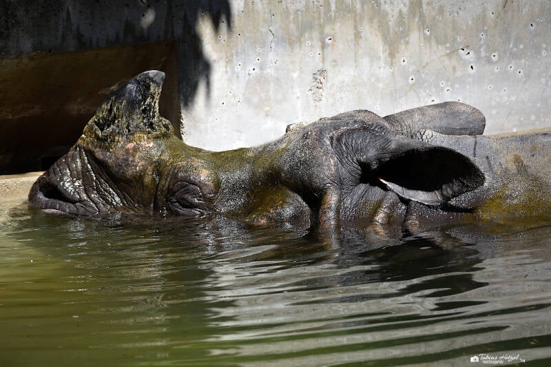 Panzernashorn | Wilhelma Stuttgart | 11.08.2023